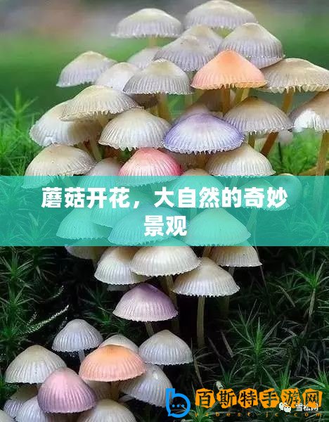 蘑菇開花，大自然的奇妙景觀