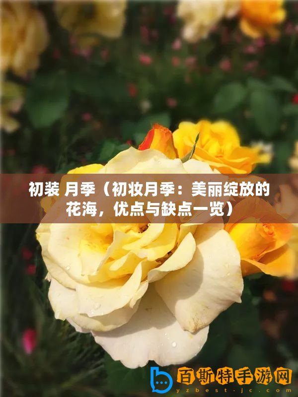 初裝 月季（初妝月季：美麗綻放的花海，優(yōu)點(diǎn)與缺點(diǎn)一覽）