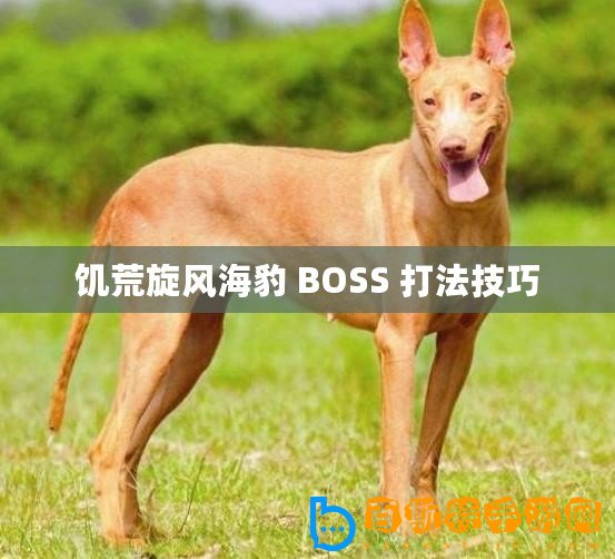 饑荒旋風海豹 BOSS 打法技巧